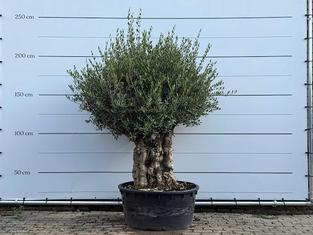 Olijfboom tortuga - olea europaea - ca. 80 jaar oud - hoogte ca. 220 cm - afbeelding 2 van  6