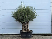 Olijfboom tortuga - olea europaea - ca. 80 jaar oud - hoogte ca. 220 cm - afbeelding 2 van  6