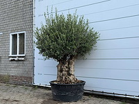 Olijfboom tortuga - olea europaea - ca. 80 jaar oud - hoogte ca. 220 cm - afbeelding 3 van  6