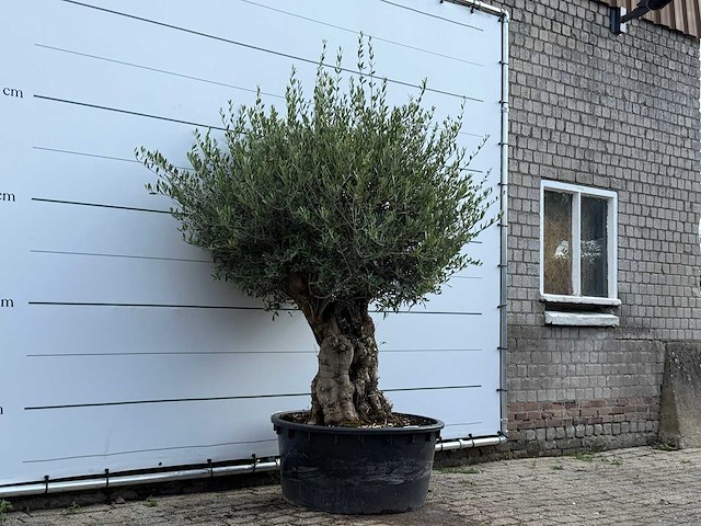 Olijfboom tortuga - olea europaea - ca. 80 jaar oud - hoogte ca. 220 cm - afbeelding 4 van  6