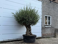 Olijfboom tortuga - olea europaea - ca. 80 jaar oud - hoogte ca. 220 cm - afbeelding 4 van  6