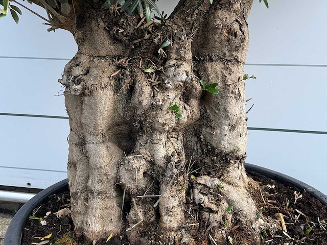Olijfboom tortuga - olea europaea - ca. 80 jaar oud - hoogte ca. 220 cm - afbeelding 5 van  6