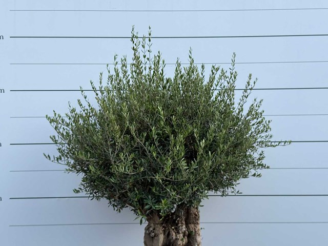 Olijfboom tortuga - olea europaea - ca. 80 jaar oud - hoogte ca. 220 cm - afbeelding 6 van  6