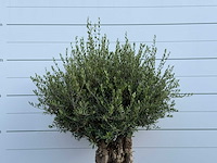 Olijfboom tortuga - olea europaea - ca. 80 jaar oud - hoogte ca. 220 cm - afbeelding 6 van  6