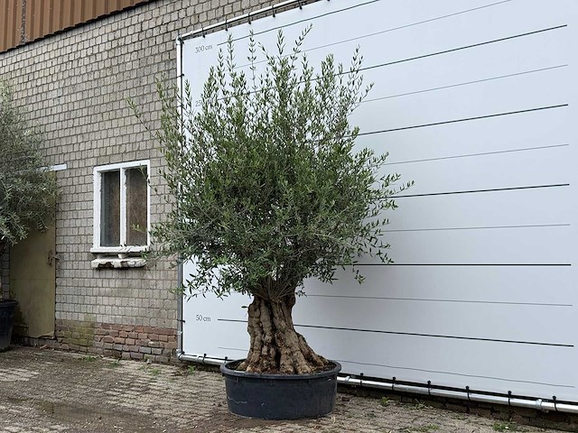 Olijfboom tortuga - olea europaea - ca. 80 jaar oud - hoogte ca. 240 cm - afbeelding 1 van  3