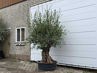 Olijfboom tortuga - olea europaea - ca. 80 jaar oud - hoogte ca. 240 cm - afbeelding 1 van  3