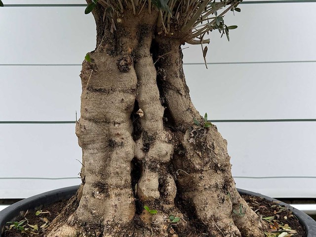 Olijfboom tortuga - olea europaea - ca. 80 jaar oud - hoogte ca. 240 cm - afbeelding 2 van  3