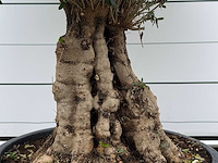 Olijfboom tortuga - olea europaea - ca. 80 jaar oud - hoogte ca. 240 cm - afbeelding 2 van  3