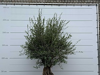 Olijfboom tortuga - olea europaea - ca. 80 jaar oud - hoogte ca. 240 cm - afbeelding 3 van  3