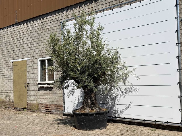 Olijfboom tortuga - olea europaea - ca. 80 jaar oud - hoogte ca. 250 cm - afbeelding 1 van  3