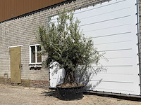 Olijfboom tortuga - olea europaea - ca. 80 jaar oud - hoogte ca. 250 cm