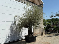 Olijfboom tortuga - olea europaea - ca. 80 jaar oud - hoogte ca. 250 cm - afbeelding 2 van  3