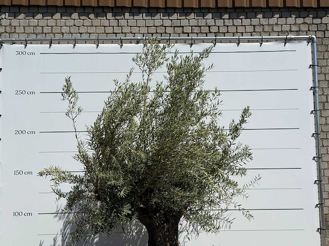 Olijfboom tortuga - olea europaea - ca. 80 jaar oud - hoogte ca. 250 cm - afbeelding 3 van  3