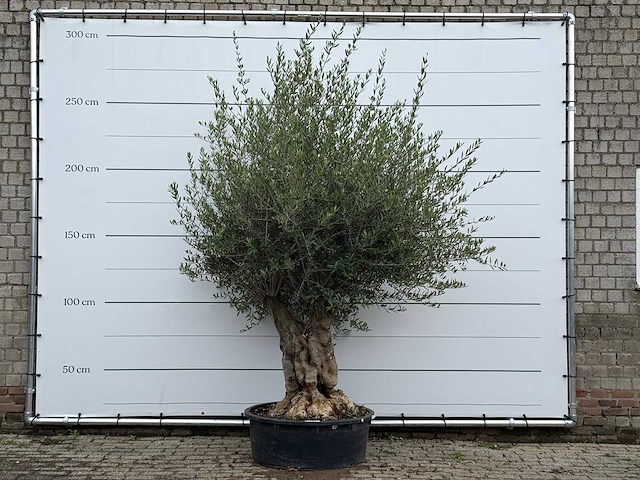 Olijfboom tortuga - olea europaea - ca. 80 jaar oud - hoogte ca. 250 cm - afbeelding 1 van  6