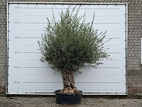 Olijfboom tortuga - olea europaea - ca. 80 jaar oud - hoogte ca. 250 cm - afbeelding 1 van  6