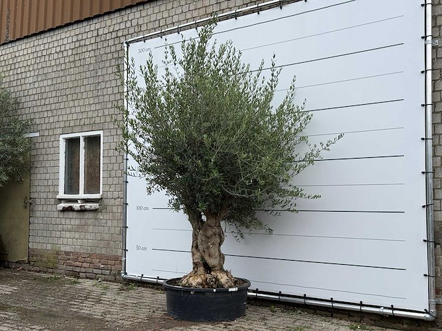 Olijfboom tortuga - olea europaea - ca. 80 jaar oud - hoogte ca. 250 cm - afbeelding 2 van  6