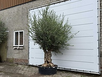 Olijfboom tortuga - olea europaea - ca. 80 jaar oud - hoogte ca. 250 cm - afbeelding 2 van  6