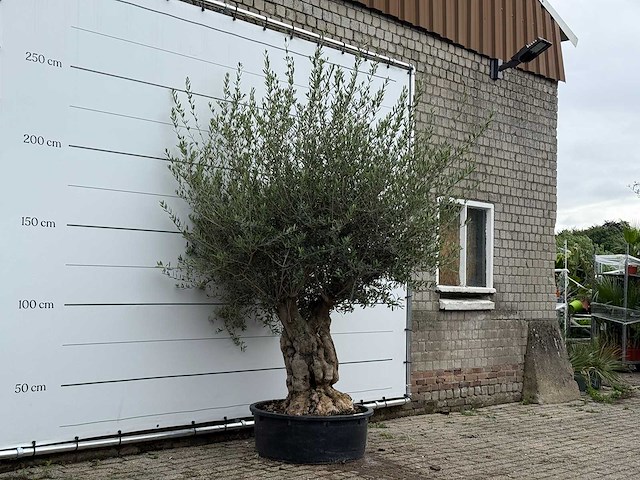 Olijfboom tortuga - olea europaea - ca. 80 jaar oud - hoogte ca. 250 cm - afbeelding 3 van  6