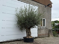 Olijfboom tortuga - olea europaea - ca. 80 jaar oud - hoogte ca. 250 cm - afbeelding 3 van  6