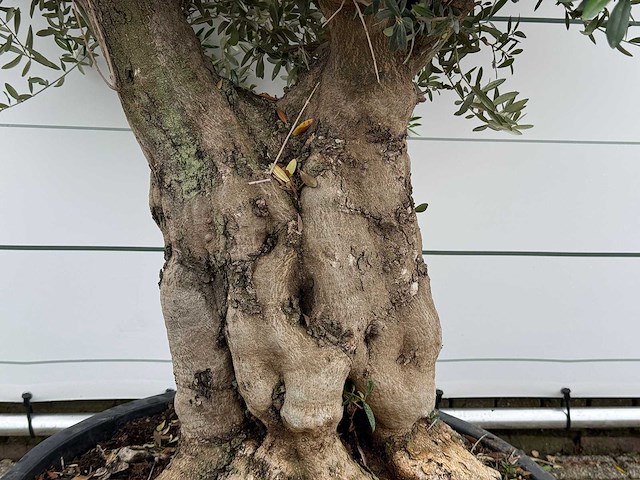 Olijfboom tortuga - olea europaea - ca. 80 jaar oud - hoogte ca. 250 cm - afbeelding 4 van  6