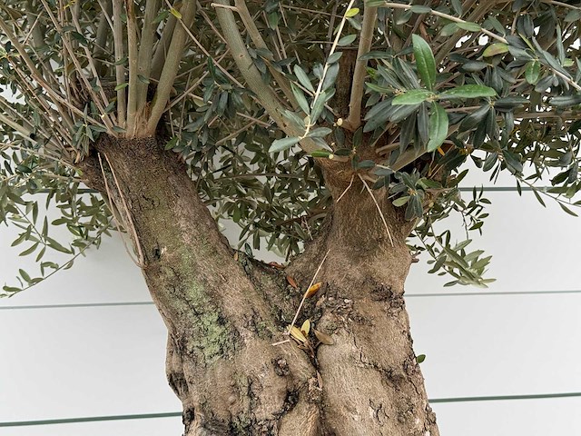 Olijfboom tortuga - olea europaea - ca. 80 jaar oud - hoogte ca. 250 cm - afbeelding 5 van  6