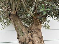 Olijfboom tortuga - olea europaea - ca. 80 jaar oud - hoogte ca. 250 cm - afbeelding 5 van  6