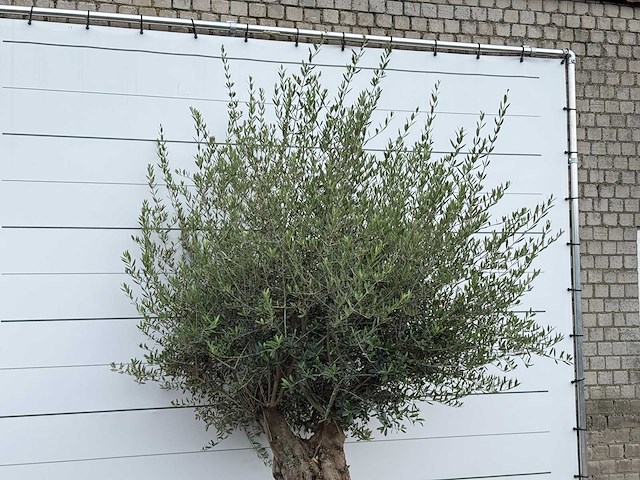 Olijfboom tortuga - olea europaea - ca. 80 jaar oud - hoogte ca. 250 cm - afbeelding 6 van  6
