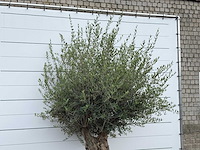 Olijfboom tortuga - olea europaea - ca. 80 jaar oud - hoogte ca. 250 cm - afbeelding 6 van  6