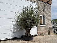 Olijfboom tortuga - olea europaea - ca. 80 jaar oud - hoogte ca. 250 cm