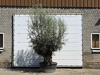 Olijfboom tortuga - olea europaea - ca. 80 jaar oud - hoogte ca. 280 cm