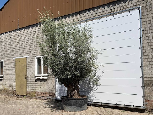 Olijfboom tortuga - olea europaea - ca. 80 jaar oud - hoogte ca. 280 cm - afbeelding 2 van  5