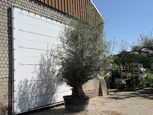 Olijfboom tortuga - olea europaea - ca. 80 jaar oud - hoogte ca. 280 cm - afbeelding 3 van  5
