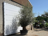 Olijfboom tortuga - olea europaea - ca. 80 jaar oud - hoogte ca. 280 cm - afbeelding 3 van  5