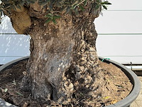 Olijfboom tortuga - olea europaea - ca. 80 jaar oud - hoogte ca. 280 cm - afbeelding 4 van  5