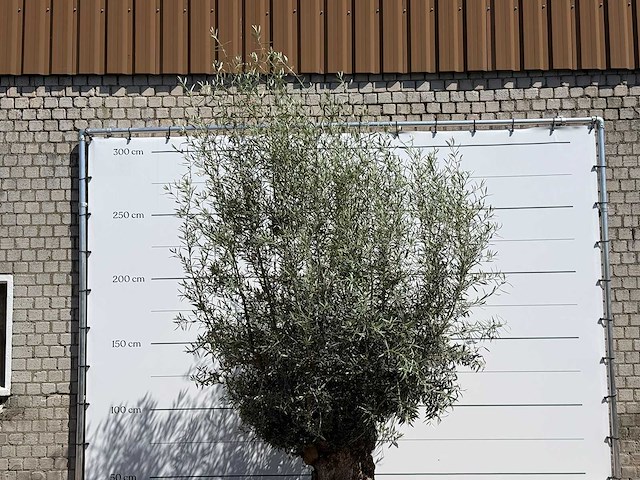 Olijfboom tortuga - olea europaea - ca. 80 jaar oud - hoogte ca. 280 cm - afbeelding 5 van  5