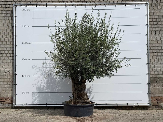 Olijfboom tortuga - olea europaea - ca. 80 jaar oud - hoogte ca. 280 cm - afbeelding 1 van  4