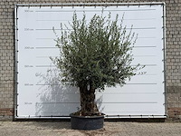 Olijfboom tortuga - olea europaea - ca. 80 jaar oud - hoogte ca. 280 cm