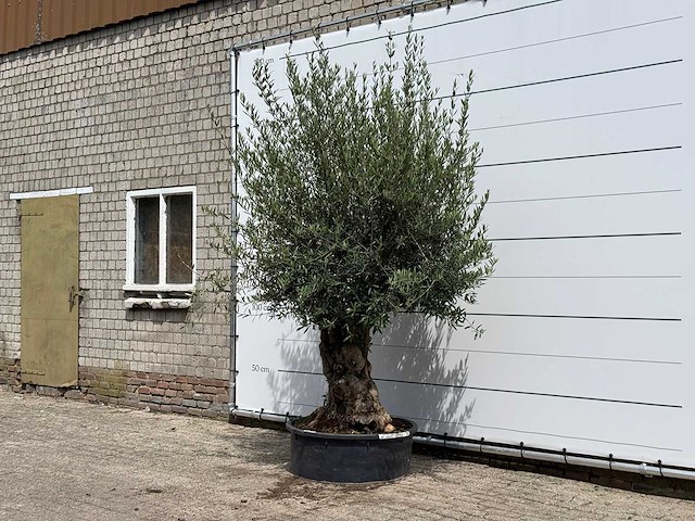 Olijfboom tortuga - olea europaea - ca. 80 jaar oud - hoogte ca. 280 cm - afbeelding 2 van  4