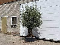 Olijfboom tortuga - olea europaea - ca. 80 jaar oud - hoogte ca. 280 cm - afbeelding 2 van  4