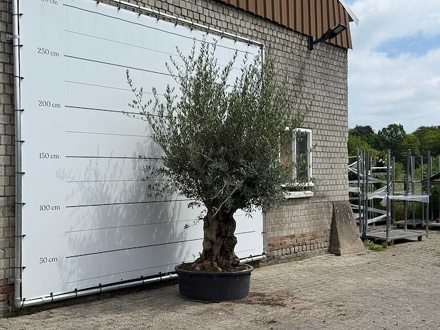 Olijfboom tortuga - olea europaea - ca. 80 jaar oud - hoogte ca. 280 cm - afbeelding 3 van  4