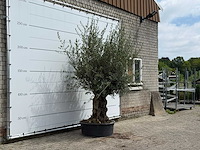 Olijfboom tortuga - olea europaea - ca. 80 jaar oud - hoogte ca. 280 cm - afbeelding 3 van  4