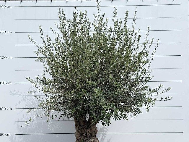 Olijfboom tortuga - olea europaea - ca. 80 jaar oud - hoogte ca. 280 cm - afbeelding 4 van  4