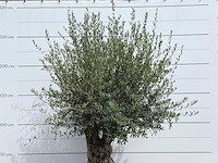 Olijfboom tortuga - olea europaea - ca. 80 jaar oud - hoogte ca. 280 cm - afbeelding 4 van  4
