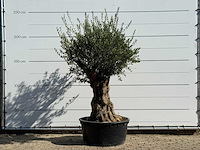 Olijfboom tortuga xl - olea europaea - ca. 80 jaar oud - hoogte ca. 230 cm