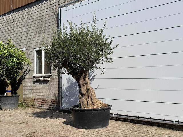 Olijfboom tortuga xl - olea europaea - ca. 80 jaar oud - hoogte ca. 230 cm - afbeelding 2 van  3