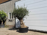 Olijfboom tortuga xl - olea europaea - ca. 80 jaar oud - hoogte ca. 230 cm - afbeelding 2 van  3