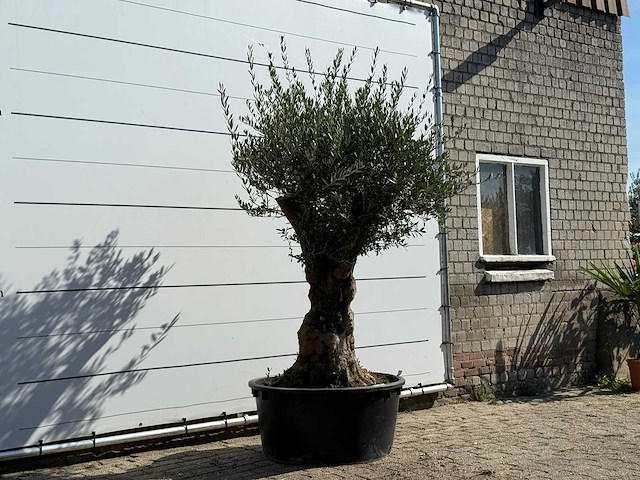Olijfboom tortuga xl - olea europaea - ca. 80 jaar oud - hoogte ca. 230 cm - afbeelding 3 van  3