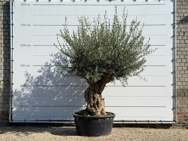 Olijfboom tortuga xl - olea europaea - ca. 80 jaar oud - hoogte ca. 240 cm - afbeelding 1 van  3