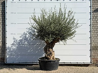 Olijfboom tortuga xl - olea europaea - ca. 80 jaar oud - hoogte ca. 240 cm
