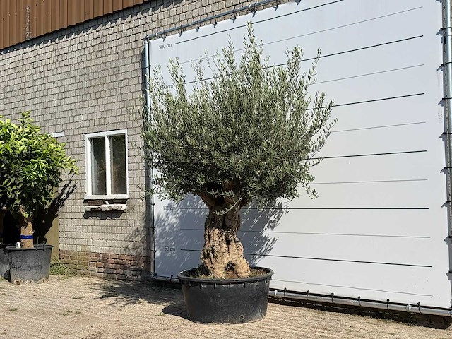 Olijfboom tortuga xl - olea europaea - ca. 80 jaar oud - hoogte ca. 240 cm - afbeelding 2 van  3